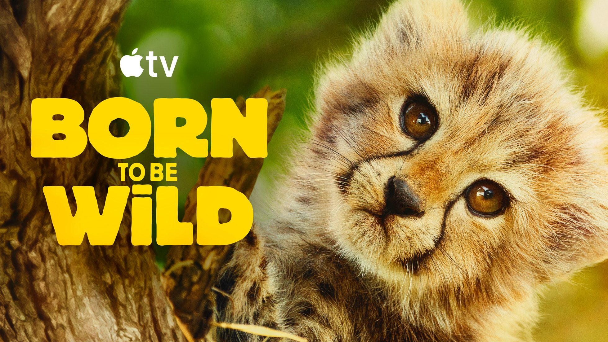 Apple TV: Premiera dokumentu „Born to be Wild”